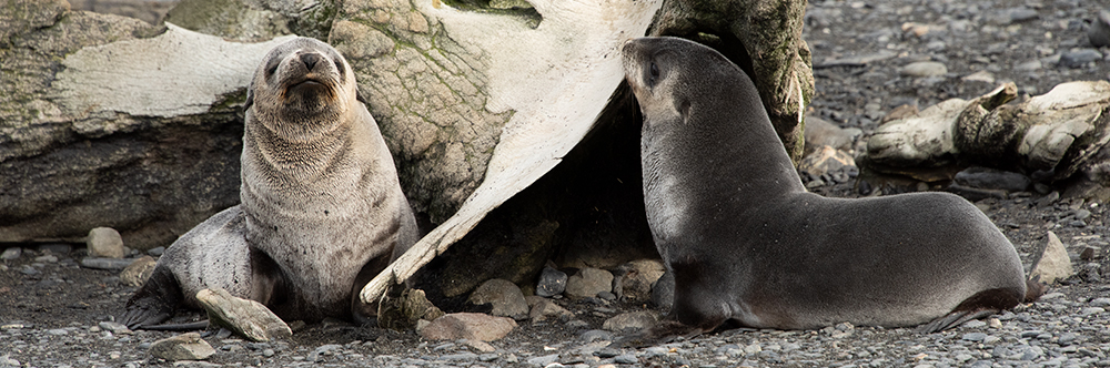 FUR SEALING, fur seals photograph